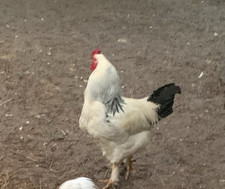 giant chicken for sale  Bethany