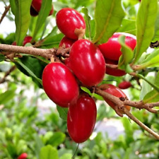 Pianta frutto miracolosa usato  Spedire a Italy