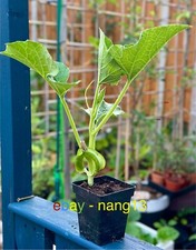 Bottle gourd plant for sale  ILFORD