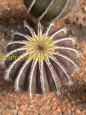 Rara succulente uebelmannia usato  Spedire a Italy