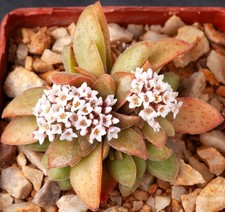 Crassula exilis subsp. for sale  Portland