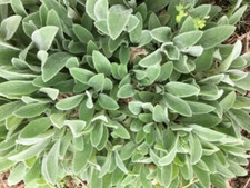 Lambs ear baby for sale  Mckinney