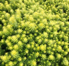 Sedum sunsparkler angelina for sale  Hayden
