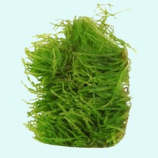 Weeping moss vesicularia for sale  Forney