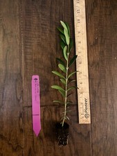 Arbequina olive tree for sale  Bossier City