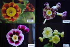 Primula auriculas ancient for sale  PLYMOUTH