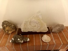 Fossili ammonite etc usato  Avellino