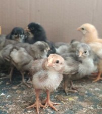 Bruteier frische eier gebraucht kaufen  Mainz