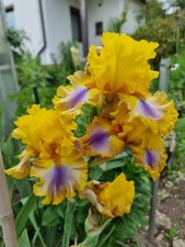 Iris good morning gebraucht kaufen  Taucha