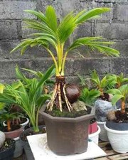 Piece paradise coconut for sale  FELTHAM
