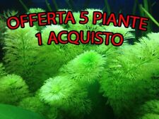 Mix piante acquario usato  Torino