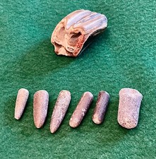 Fossilised animal tooth for sale  RAMSGATE
