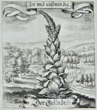1646 engr.a planta mostrada estava ligada a um membro, com nome "o Gentil" comprar usado  Enviando para Brazil