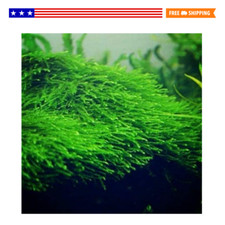 Java moss taxiphyllum for sale  Altamont