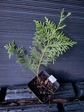 4 green giant arborvitae for sale 4 green giant arborvitae for sale Martin