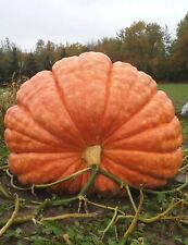 Giant pumpkin seeds for sale  EXETER
