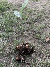 Galanga thai ginger for sale  Napa