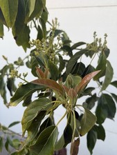 Gem avocado tree for sale  Pacoima