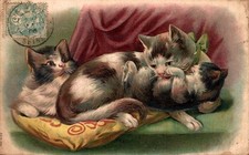 Carte postale chat d'occasion  La Côte-Saint-André