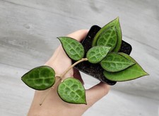 Hoya black margin for sale  Reseda