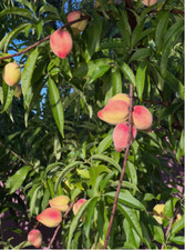 fruit tree gmo for sale fruit tree gmo for sale Wesley Chapel