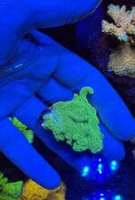 Grinch montipora sps for sale  MELTON MOWBRAY