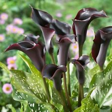 Black zantedeschia arum for sale  LONDON