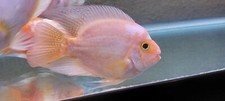 Midas cichlid kkp for sale  Buena Park