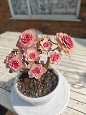 Rare aeonium litchi for sale  LONDON