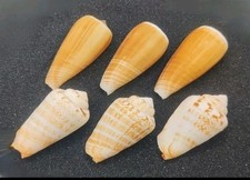 Luhu strawberry conch for sale  REDRUTH