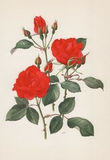 Rose diablotin polyantha gebraucht kaufen  Kassel