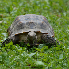 Packs tortoise food for sale  BURTON-ON-TRENT