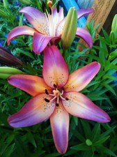 Royal sunset lily for sale  Hayden