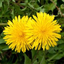 silver cross pop dandelion for sale silver cross pop dandelion for sale READING