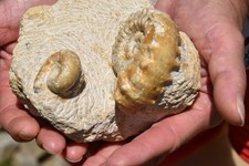 Ammonites peltoceras athleta d'occasion  Pont-à-Mousson