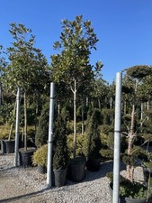 Magnolia grandiflora standard for sale  UXBRIDGE