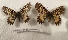 Southern festoon butterfly. for sale  CAERNARFON