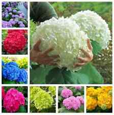 25pc hydrangea seeds for sale  Marietta