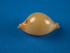 Cypraea tuamotensis takahashii for sale  Kapolei