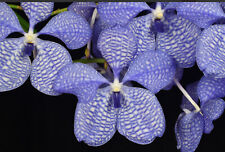 Vanda coerulea fcc for sale  Keaau