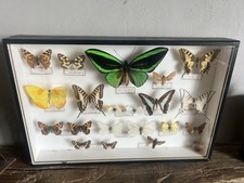 Ancien cadre papillons d'occasion Ancien cadre papillons d'occasion  Marnay