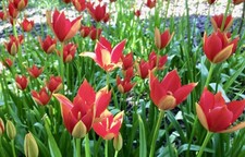 Tulip sprengeri bulbs for sale  GRANTHAM