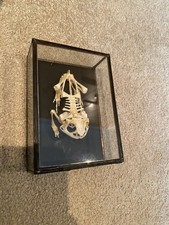 animal skeletons for sale  CHESHAM