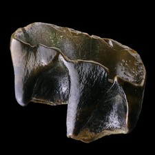 Dent rhinoceros fossile d'occasion  France