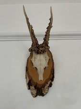 Attractive antlers roe for sale  SOUTHEND-ON-SEA