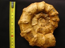 Ammonite callovien euaspidocer d'occasion  La Chapelle-Saint-Luc