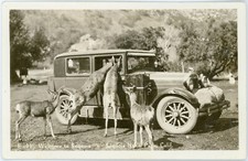 Vintage rppc deer for sale  Alameda