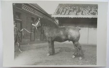 1920 1930 allevamento usato  Teramo