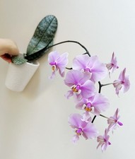 New phal. schilleriana for sale  Gaylord
