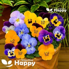 Horned pansy bambini for sale  DONCASTER